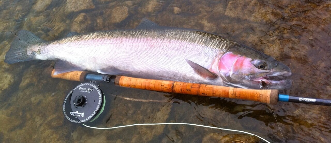 Steelhead