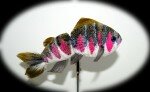 Rainbow Trout display fly