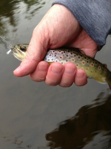 Another pretty brown from the Au Sable.