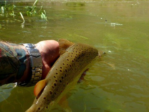 This Gunnison Gorge Brown found a heavy metal worm in less than a foot of visibility.