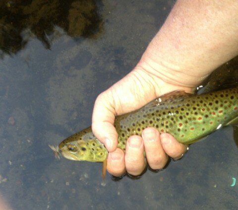 Brown Trout from the Au Sable.