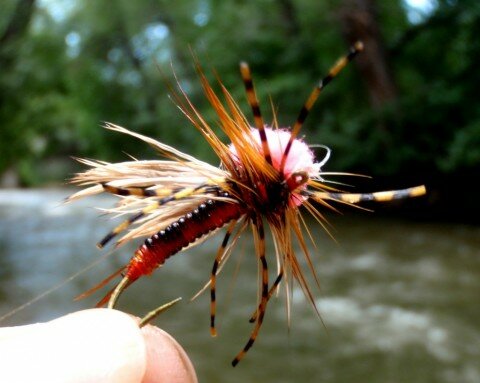 Clown Shoe Stone Fly on Boulder Ceek Colorado