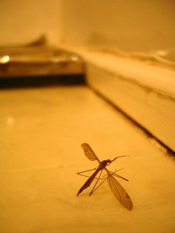 CraneFly1