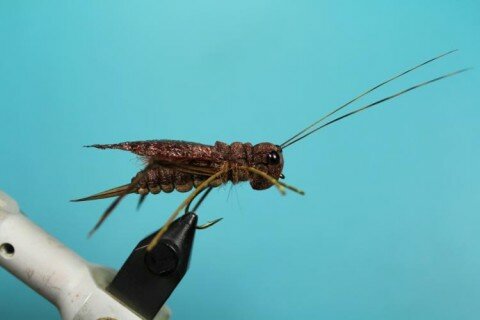 dronlee-cricket