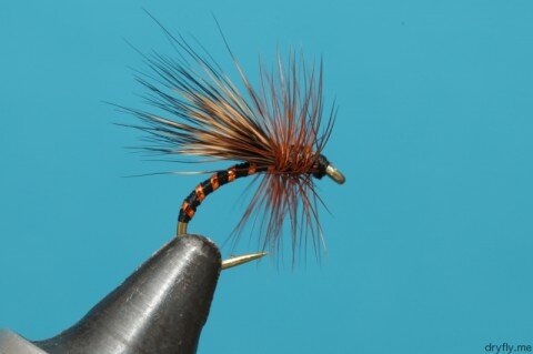 Caddis Black Gold - Håvard Eide