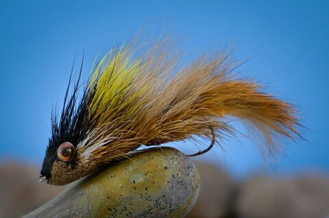 Arctic Lemming - Andreas Andersson - photo by David Stenström