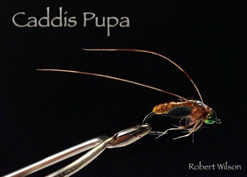 caddis pupa-Robert Wilson