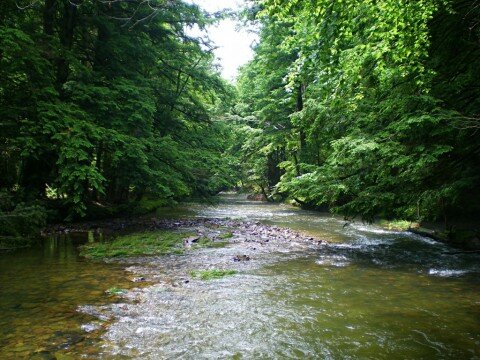 stream in NW Pennsylvania - Headwaters Fly Fishing