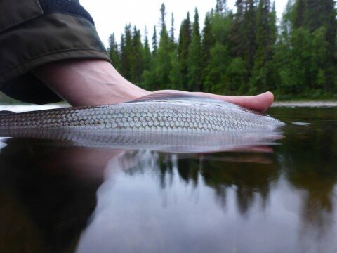 Grayling - by Markus Hoffman