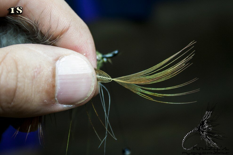 Grasp the tip of the hackle and separate it from the other fibers. This is to secure it at the hook eye.