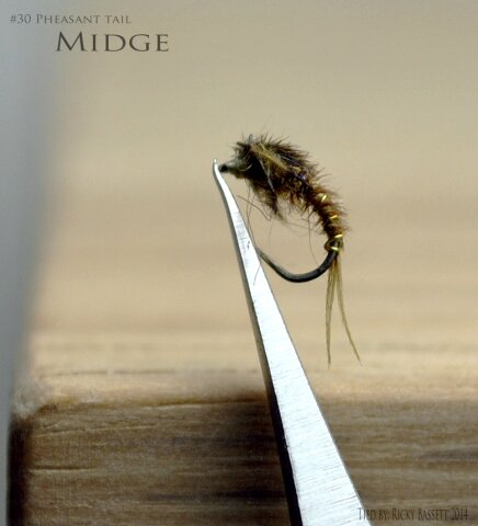 P.T. Midge Pupa