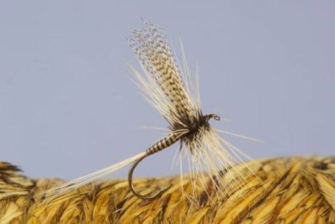 Mike Valla - Catskill dry fly