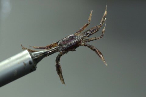 Fred Hannie - Purple Marsh Crab