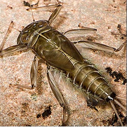 For comparison, a real March Brown Nymph