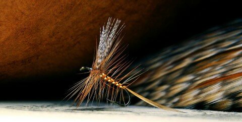 Queen of Waters tied by Ricky Bassett