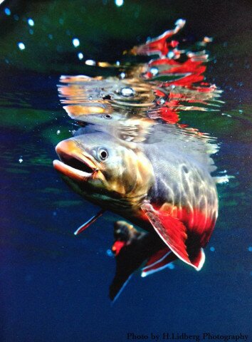 Arctic Char caught on Classic Red Tag - tied by Oskar Hagelin