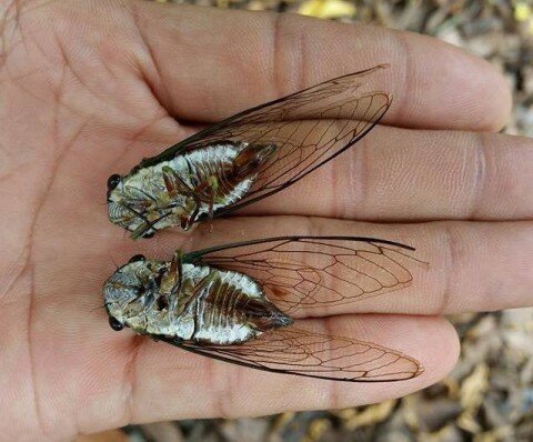 These are actual cicadas.