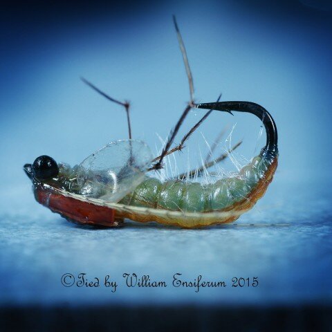 Caddis Pupa tied by William Ensiferum