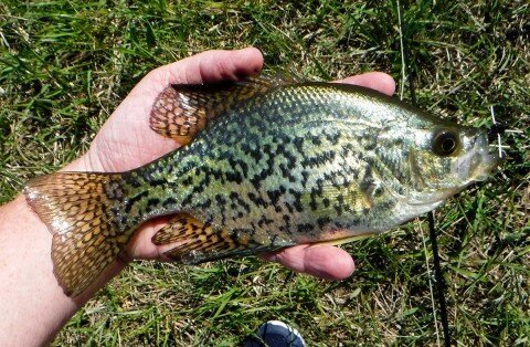 crappie