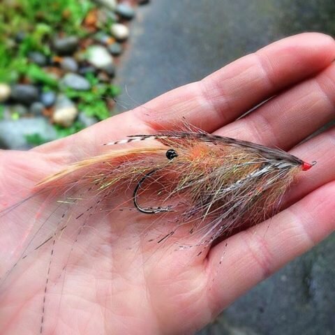 Flatwing Sand Shrimp